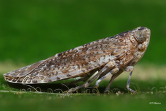 Catonia