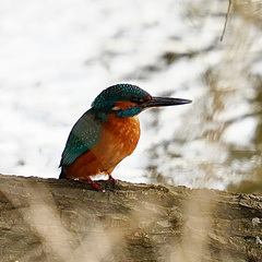 Alcedo atthis