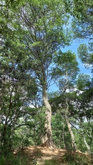 Albizia amara sericocephala