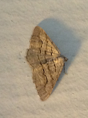 Digrammia imparilata