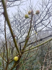Ficus erecta beecheyana