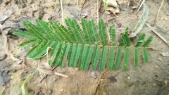 Albizia amara sericocephala