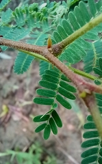 Albizia amara sericocephala