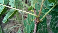 Albizia amara sericocephala