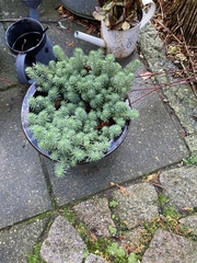 Euphorbia cyparissias