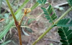 Albizia amara sericocephala