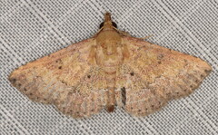 Cerynea thermesialis