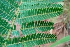 Albizia amara sericocephala