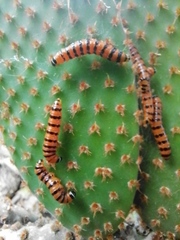 Cactoblastis cactorum