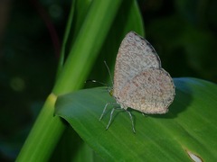 Allotinus subviolaceus