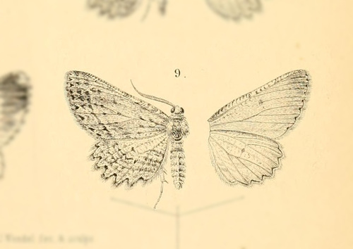 Stenalcidia elongaria · iNaturalist