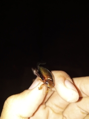 Megadytes