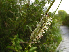 Sanguisorba canadensis