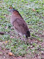 Gorsachius melanolophus