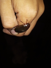 Megadytes