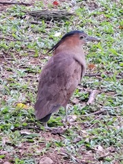 Gorsachius melanolophus