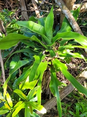 Dracaena aletriformis