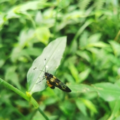 Trypanophora semihyalina