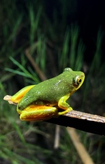 Hyperolius tuberilinguis