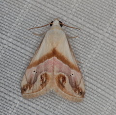 Eublemma cochylioides