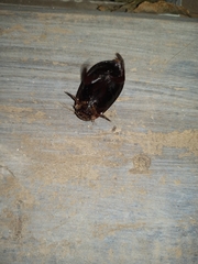 Megadytes
