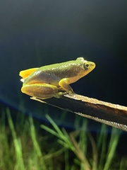 Hyperolius tuberilinguis