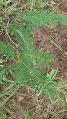 Albizia amara sericocephala