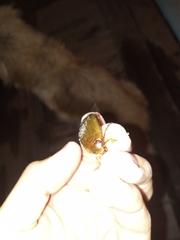 Megadytes