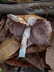 Austroboletus