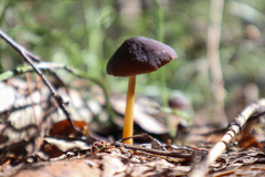 Strobilurus esculentus