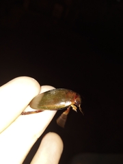Megadytes