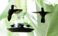 Phaethornis longirostris