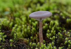 Pseudoclitocybe obbata