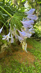 Agapanthus praecox