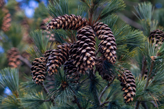 Pinus peuce