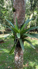 Tillandsioideae