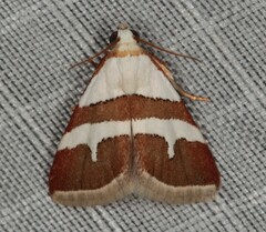 Eublemma alexi