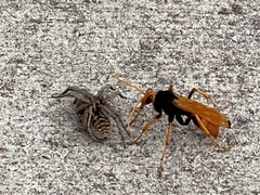 Cryptocheilus bicolor