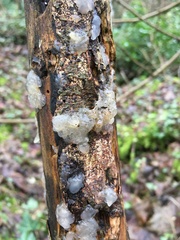 Myxarium nucleatum