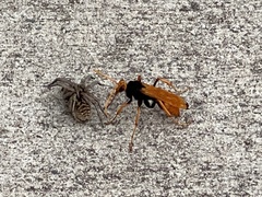 Cryptocheilus bicolor