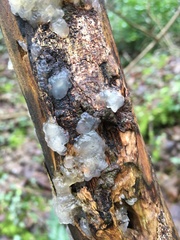 Myxarium nucleatum