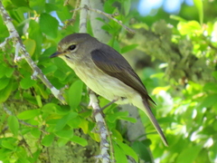 Muscicapa adusta adusta