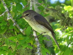 Muscicapa adusta adusta
