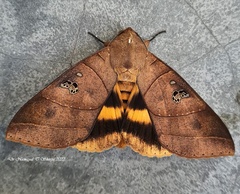 Thyas coronata
