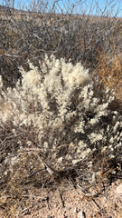 Krascheninnikovia lanata