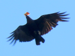 Corvus albicollis