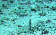 Heteroconger hassi