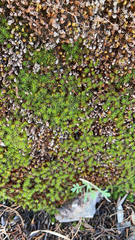 Polytrichum piliferum
