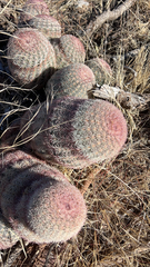 Echinocereus pectinatus pectinatus