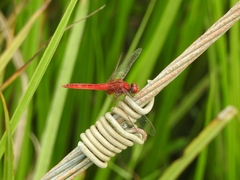 Crocothemis servilia